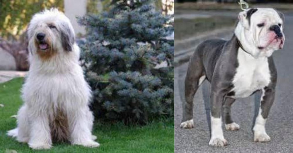 Old English Bulldog vs Mioritic Sheepdog - Breed Comparison