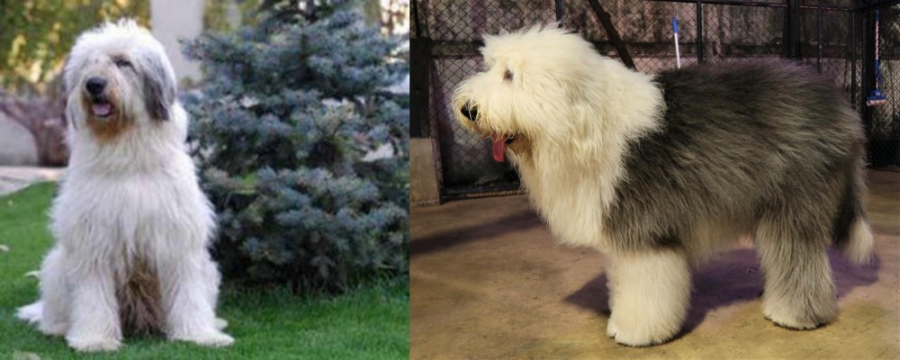 Old English Sheepdog vs Mioritic Sheepdog - Breed Comparison