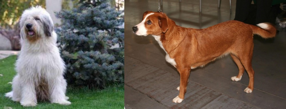 Osterreichischer Kurzhaariger Pinscher vs Mioritic Sheepdog - Breed Comparison