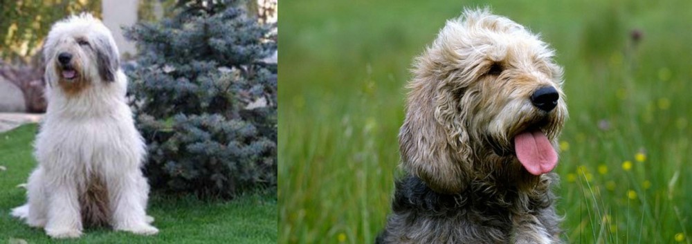 Otterhound vs Mioritic Sheepdog - Breed Comparison