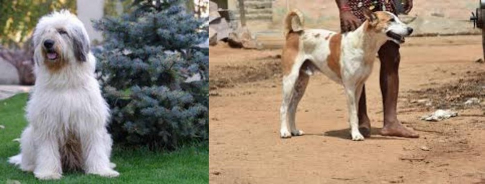 Pandikona vs Mioritic Sheepdog - Breed Comparison