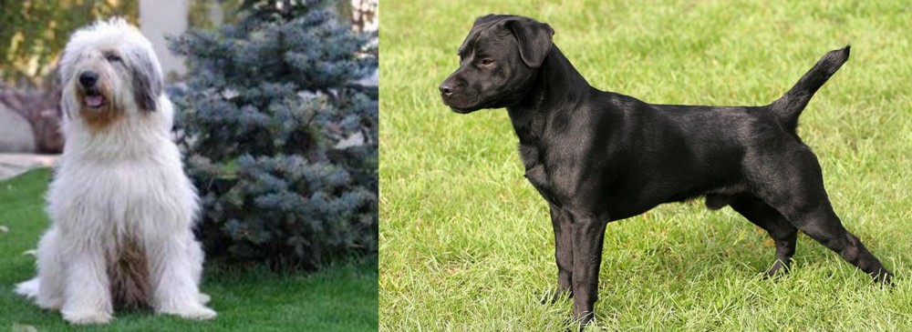 Patterdale Terrier vs Mioritic Sheepdog - Breed Comparison