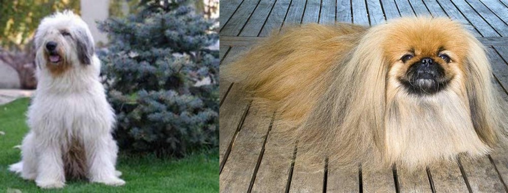 Pekingese vs Mioritic Sheepdog - Breed Comparison