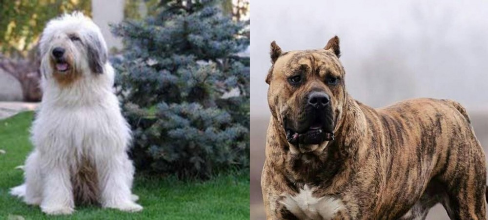 Perro de Presa Canario vs Mioritic Sheepdog - Breed Comparison