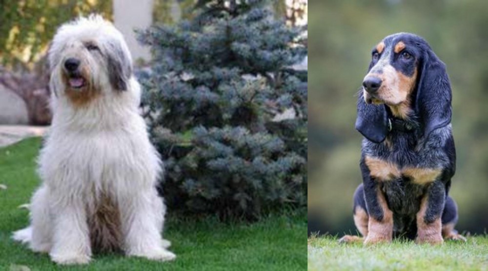 Petit Bleu de Gascogne vs Mioritic Sheepdog - Breed Comparison
