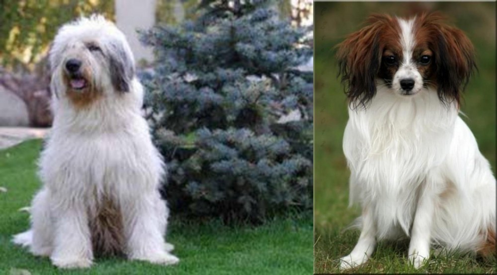 Phalene vs Mioritic Sheepdog - Breed Comparison