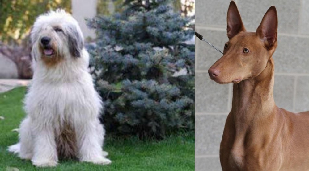 Pharaoh Hound vs Mioritic Sheepdog - Breed Comparison