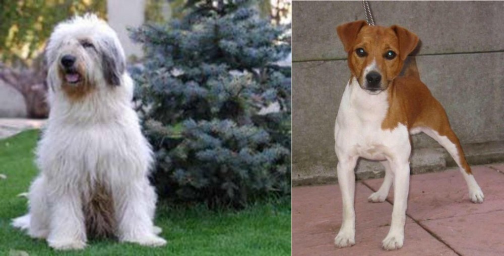 Plummer Terrier vs Mioritic Sheepdog - Breed Comparison