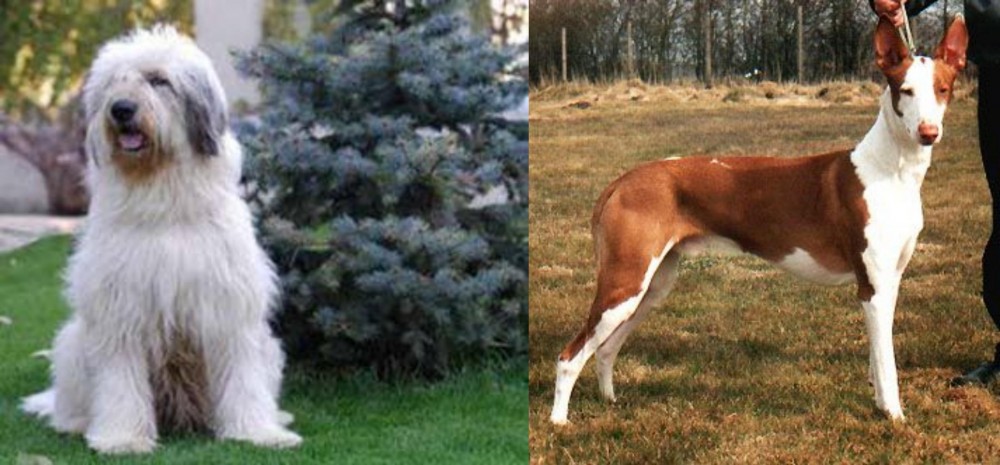 Podenco Canario vs Mioritic Sheepdog - Breed Comparison