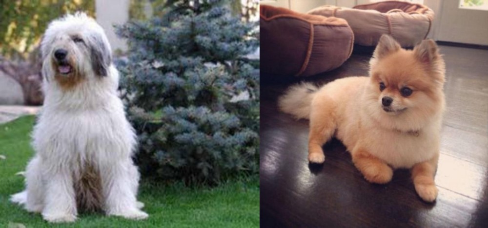 Pomeranian vs Mioritic Sheepdog - Breed Comparison