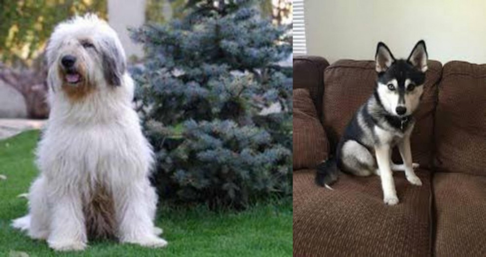 Pomsky vs Mioritic Sheepdog - Breed Comparison