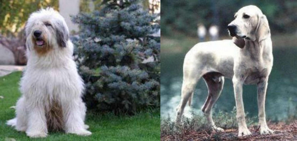 Porcelaine vs Mioritic Sheepdog - Breed Comparison