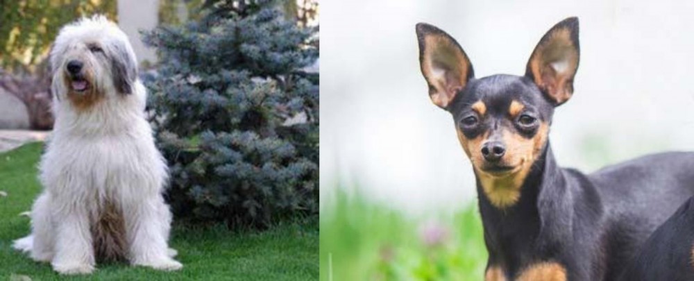 Prazsky Krysarik vs Mioritic Sheepdog - Breed Comparison