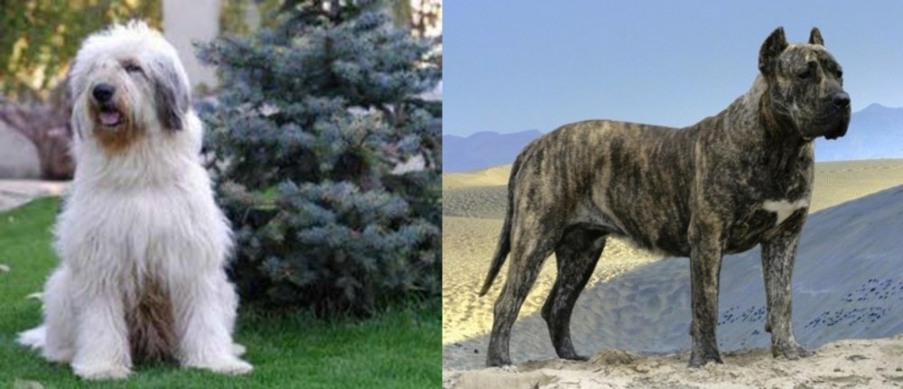 Presa Canario vs Mioritic Sheepdog - Breed Comparison