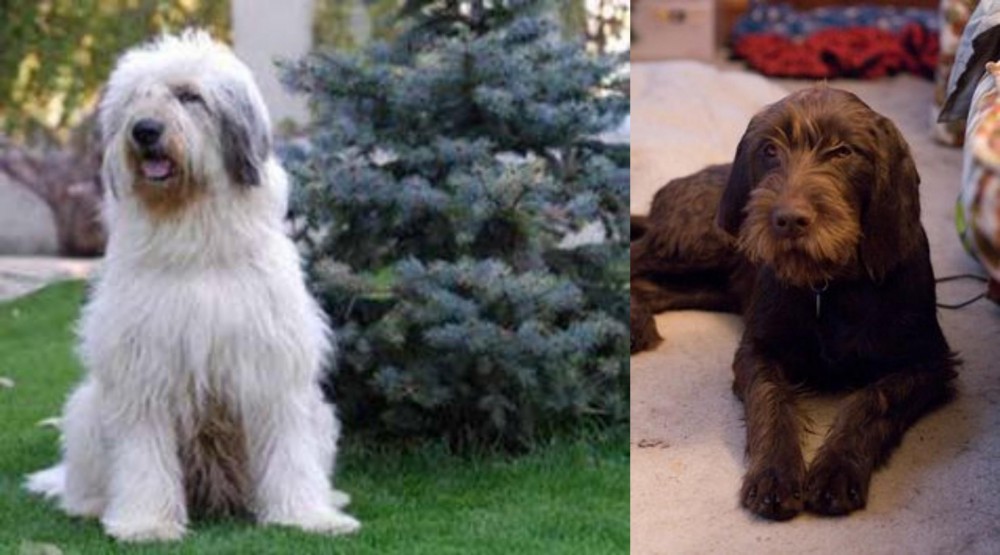 Pudelpointer vs Mioritic Sheepdog - Breed Comparison