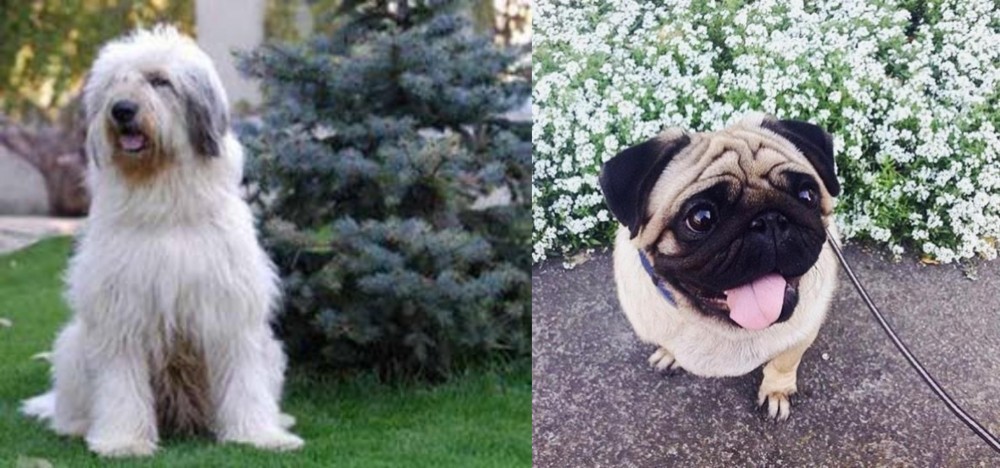 Pug vs Mioritic Sheepdog - Breed Comparison
