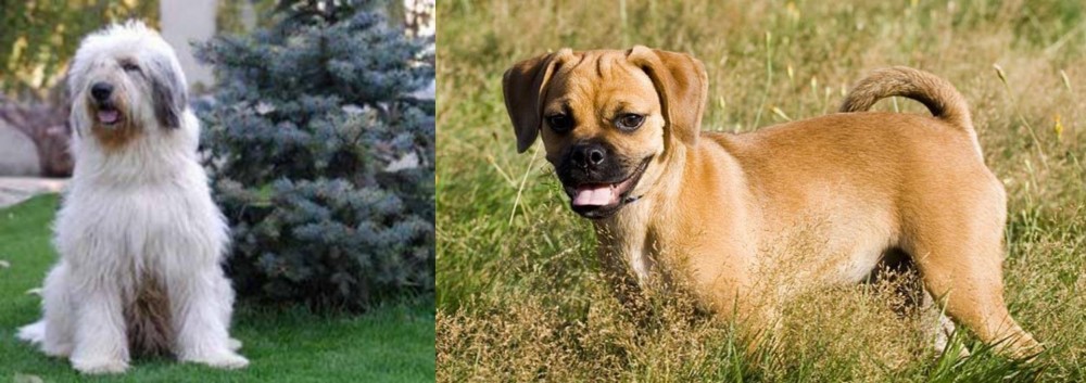 Puggle vs Mioritic Sheepdog - Breed Comparison