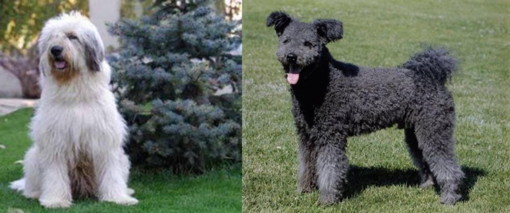 Pumi vs Mioritic Sheepdog - Breed Comparison