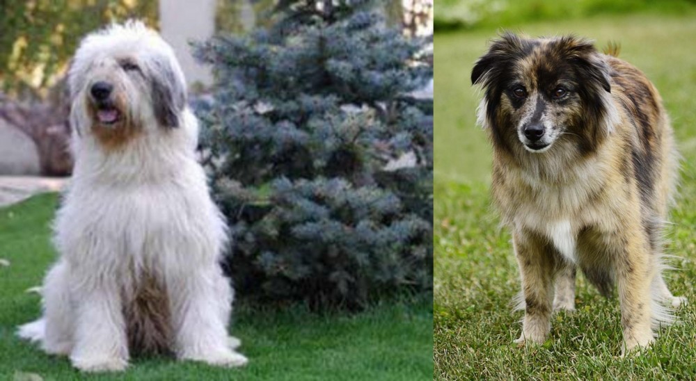Pyrenean Shepherd vs Mioritic Sheepdog - Breed Comparison
