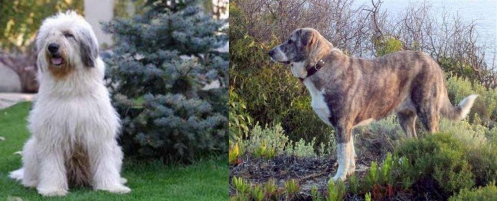 Rafeiro do Alentejo vs Mioritic Sheepdog - Breed Comparison
