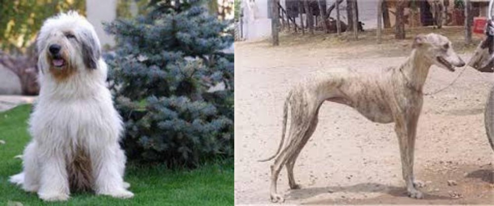 Rampur Greyhound vs Mioritic Sheepdog - Breed Comparison