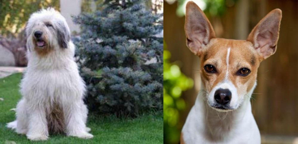Rat Terrier vs Mioritic Sheepdog - Breed Comparison