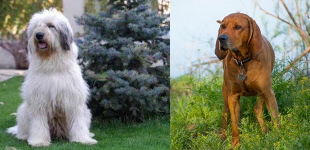 Redbone Coonhound vs Mioritic Sheepdog - Breed Comparison