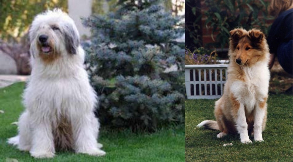 Rough Collie vs Mioritic Sheepdog - Breed Comparison