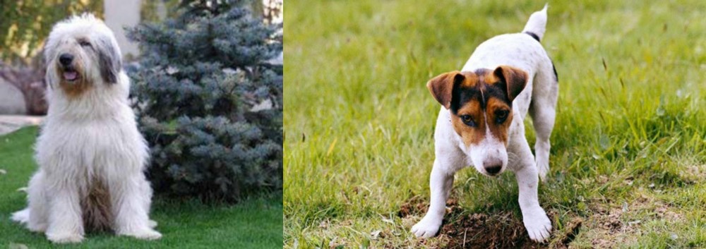 Russell Terrier vs Mioritic Sheepdog - Breed Comparison