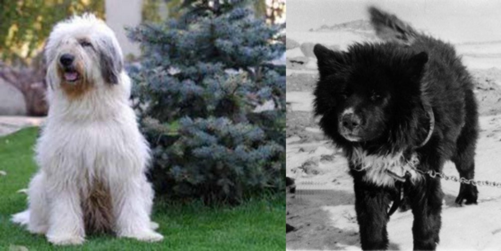 Sakhalin Husky vs Mioritic Sheepdog - Breed Comparison