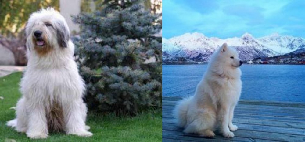 Samoyed vs Mioritic Sheepdog - Breed Comparison