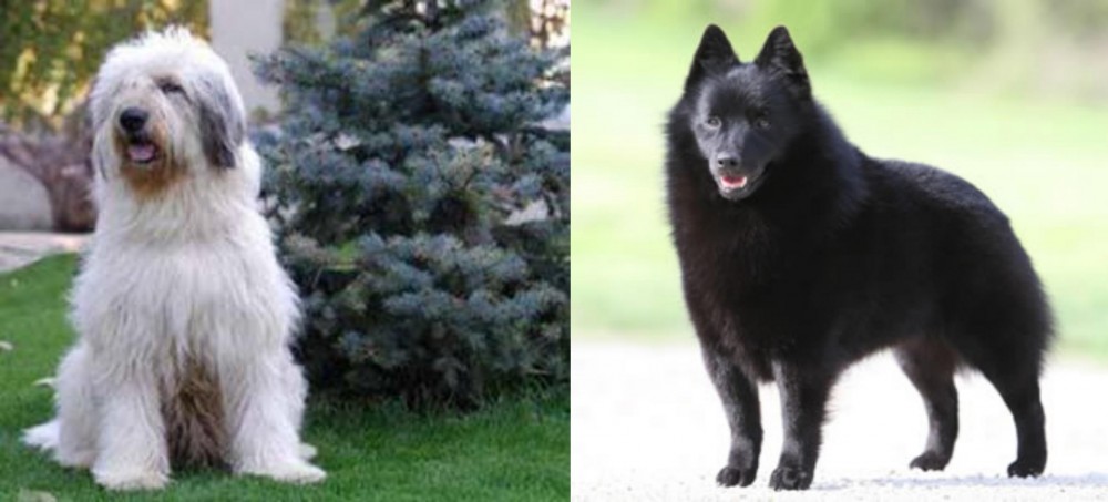 Schipperke vs Mioritic Sheepdog - Breed Comparison