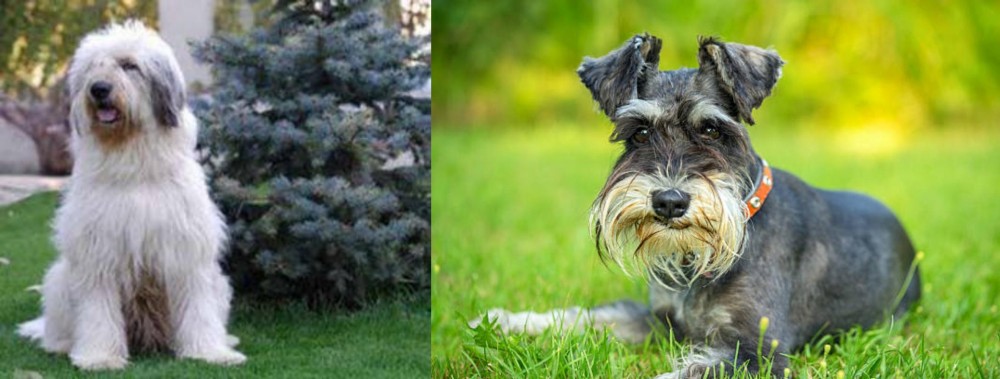 Schnauzer vs Mioritic Sheepdog - Breed Comparison