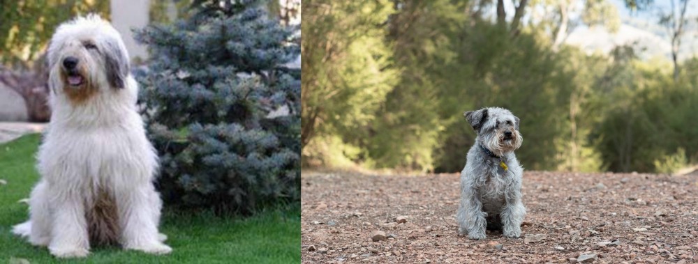 Schnoodle vs Mioritic Sheepdog - Breed Comparison