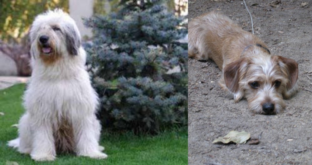 Schweenie vs Mioritic Sheepdog - Breed Comparison