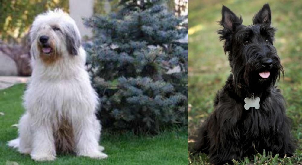 Scoland Terrier vs Mioritic Sheepdog - Breed Comparison