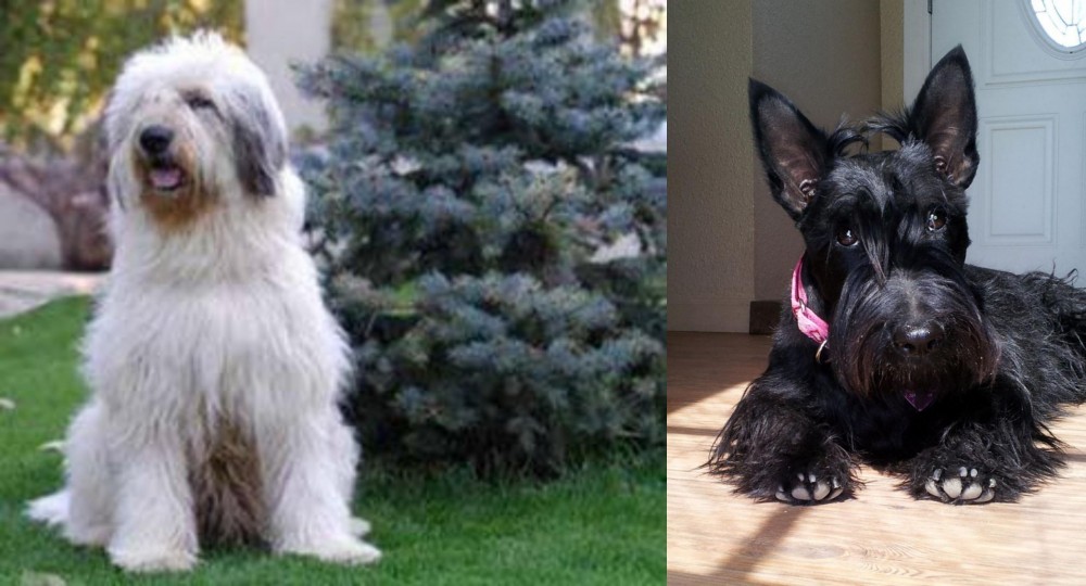 Scottish Terrier vs Mioritic Sheepdog - Breed Comparison
