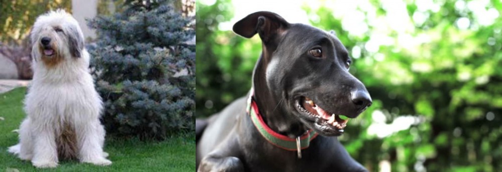 Shepard Labrador vs Mioritic Sheepdog - Breed Comparison