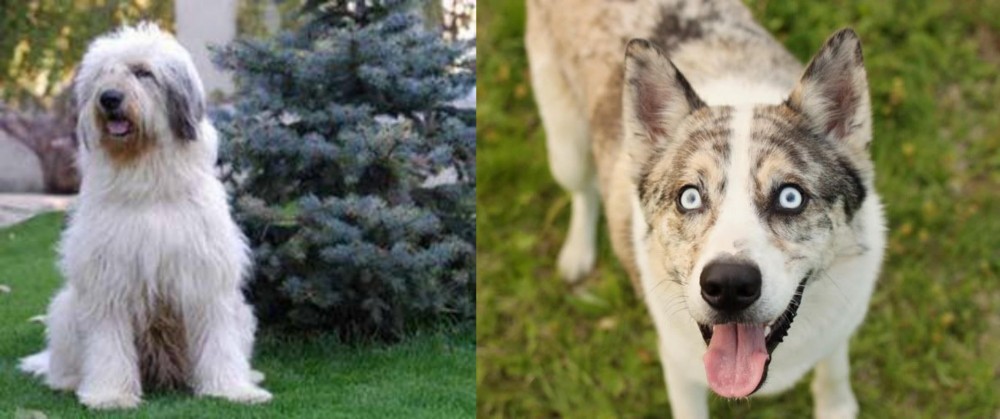 Shepherd Husky vs Mioritic Sheepdog - Breed Comparison