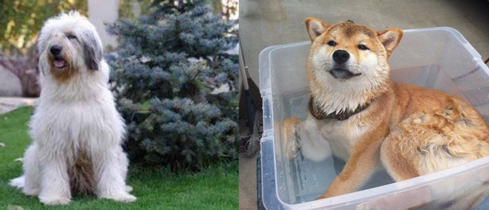Shiba Inu vs Mioritic Sheepdog - Breed Comparison