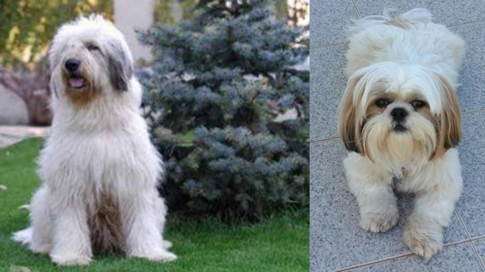 Shih Tzu vs Mioritic Sheepdog - Breed Comparison