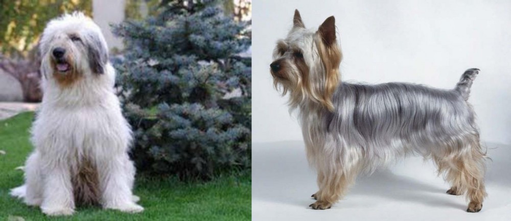 Silky Terrier vs Mioritic Sheepdog - Breed Comparison