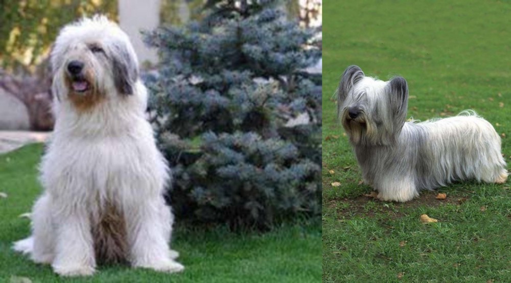 Skye Terrier vs Mioritic Sheepdog - Breed Comparison