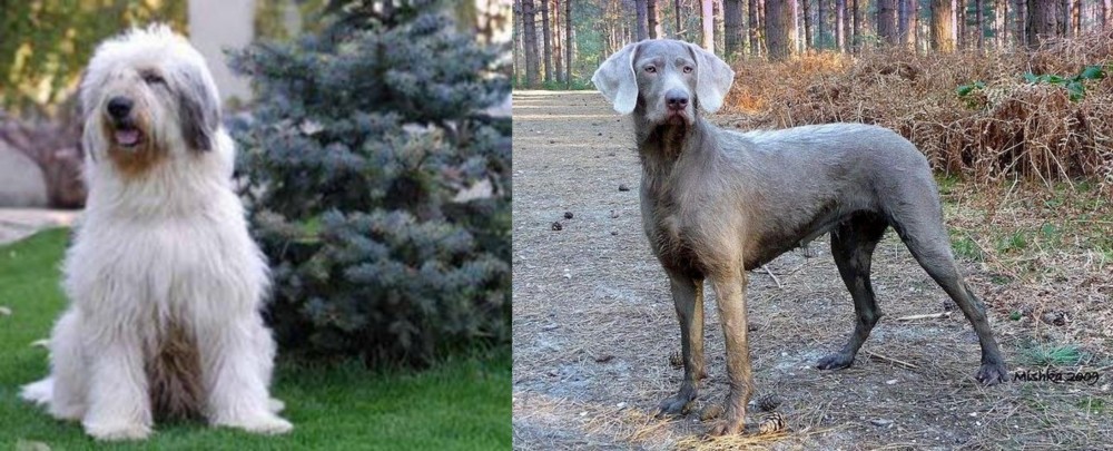 Slovensky Hrubosrsty Stavac vs Mioritic Sheepdog - Breed Comparison