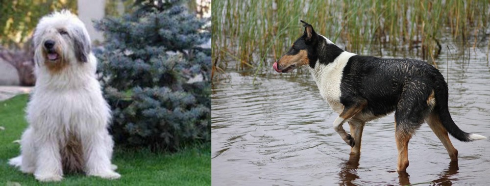 Smooth Collie vs Mioritic Sheepdog - Breed Comparison
