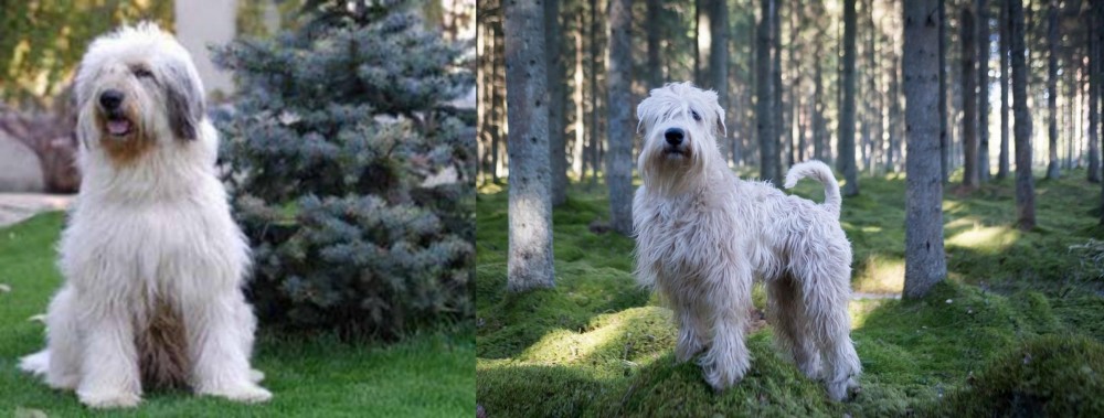 Soft-Coated Wheaten Terrier vs Mioritic Sheepdog - Breed Comparison