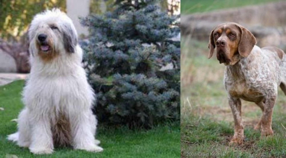 Spanish Pointer vs Mioritic Sheepdog - Breed Comparison