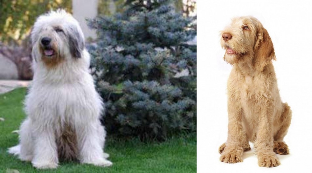 Spinone Italiano vs Mioritic Sheepdog - Breed Comparison