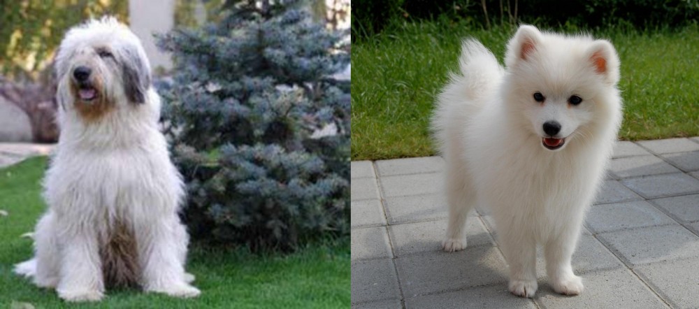 Spitz vs Mioritic Sheepdog - Breed Comparison