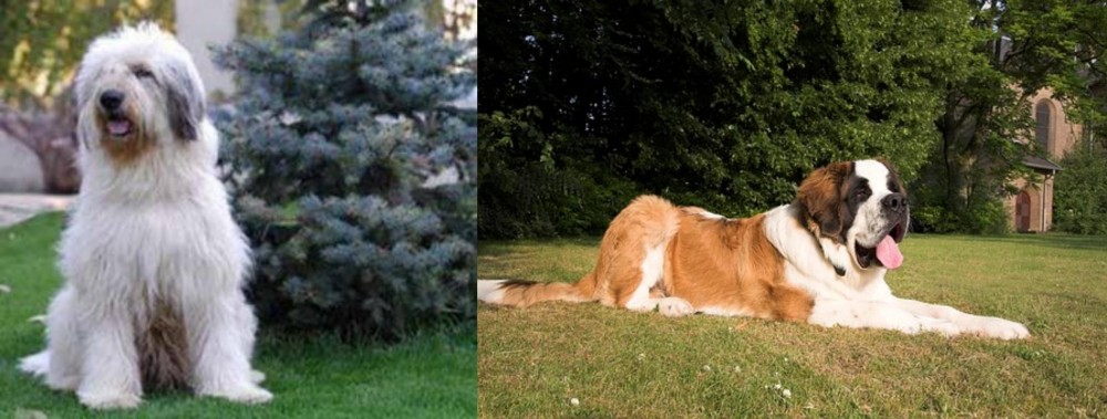 St. Bernard vs Mioritic Sheepdog - Breed Comparison